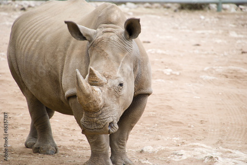 Rhino close up