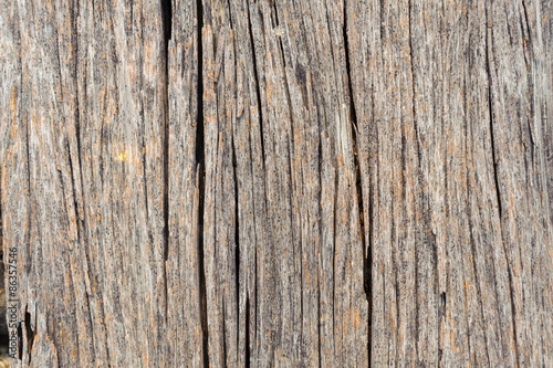 Wallpaper Mural texture of bark wood Torontodigital.ca