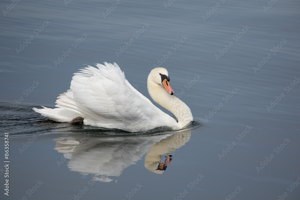 Obraz premium White swan