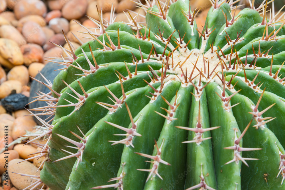 Obraz premium cactus-5