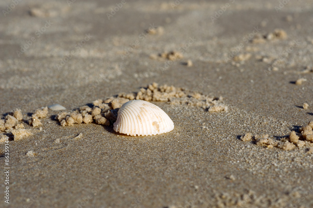 Thin focus on white shell Thin focus on white shell
