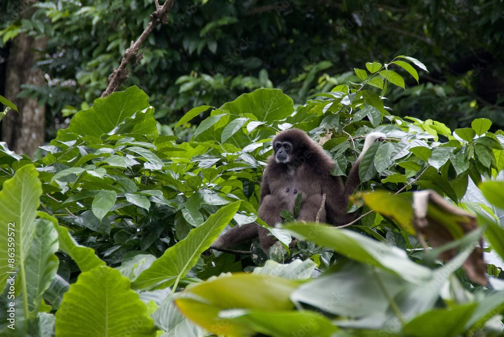 Gibbon sitting on a tree top alone