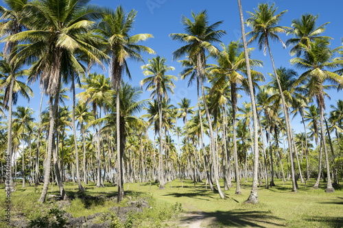 Bright grove of tall palm trees in a plantation on the Coconut Coast Nordeste Bahia Brasil
