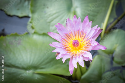  Lotus flower