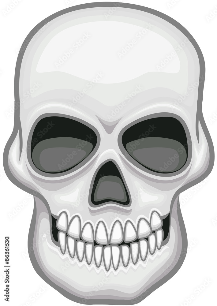 Skull vector image Skull vector image