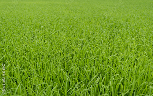 green paddy rice field background 