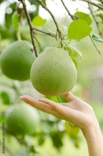Pomelo fruit are hanging on the tree with hand