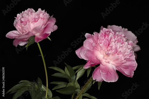 Two peony on black