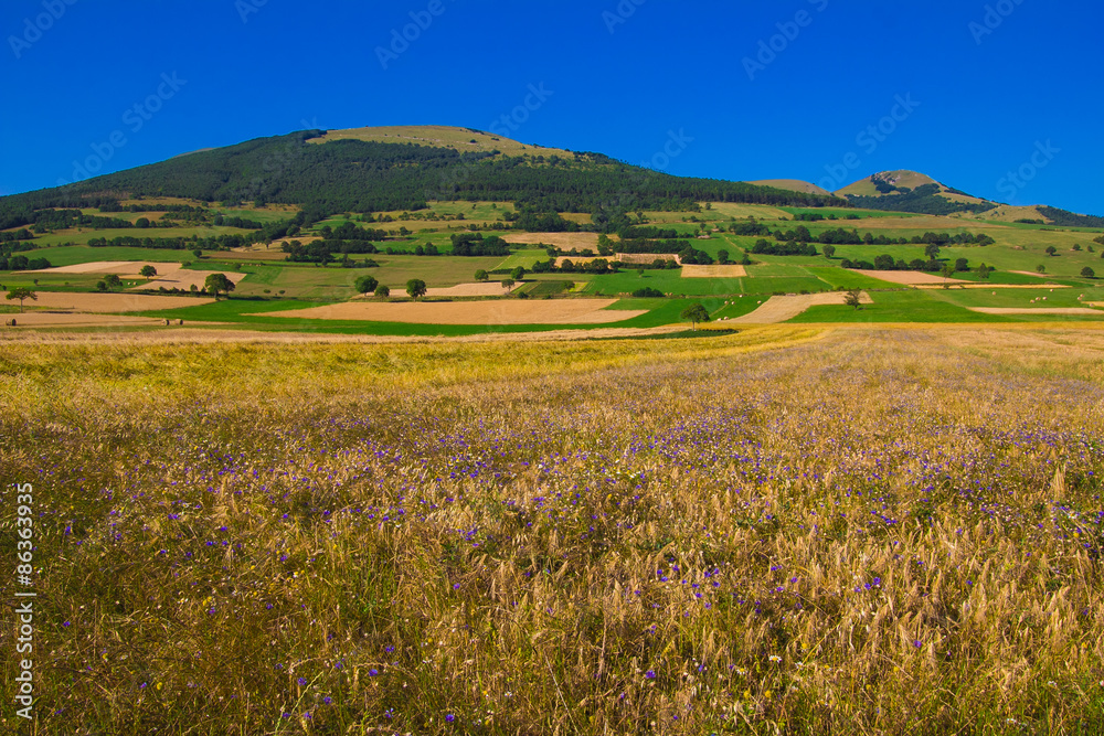 Campo di grano con fiordalisi