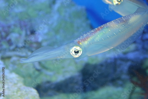 Spear squid (Heterololigo bleekeri) in Japan photo