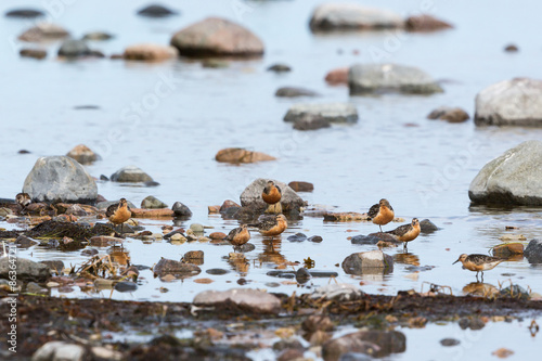 Red knot birds at the beach photo