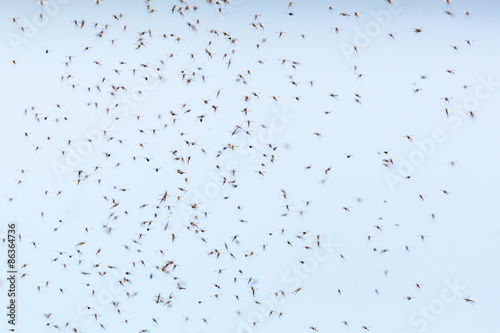 Mosquitoes swarming in the air photo