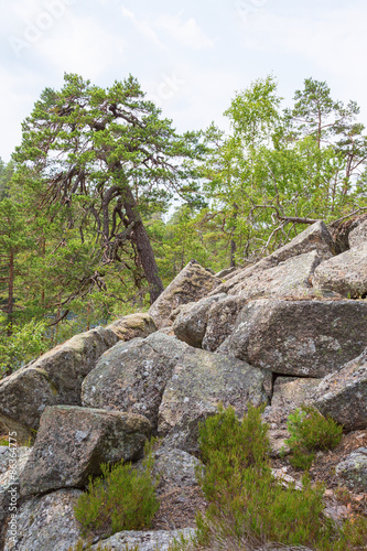 Old Pine Tree that grows among the rocks in the forest