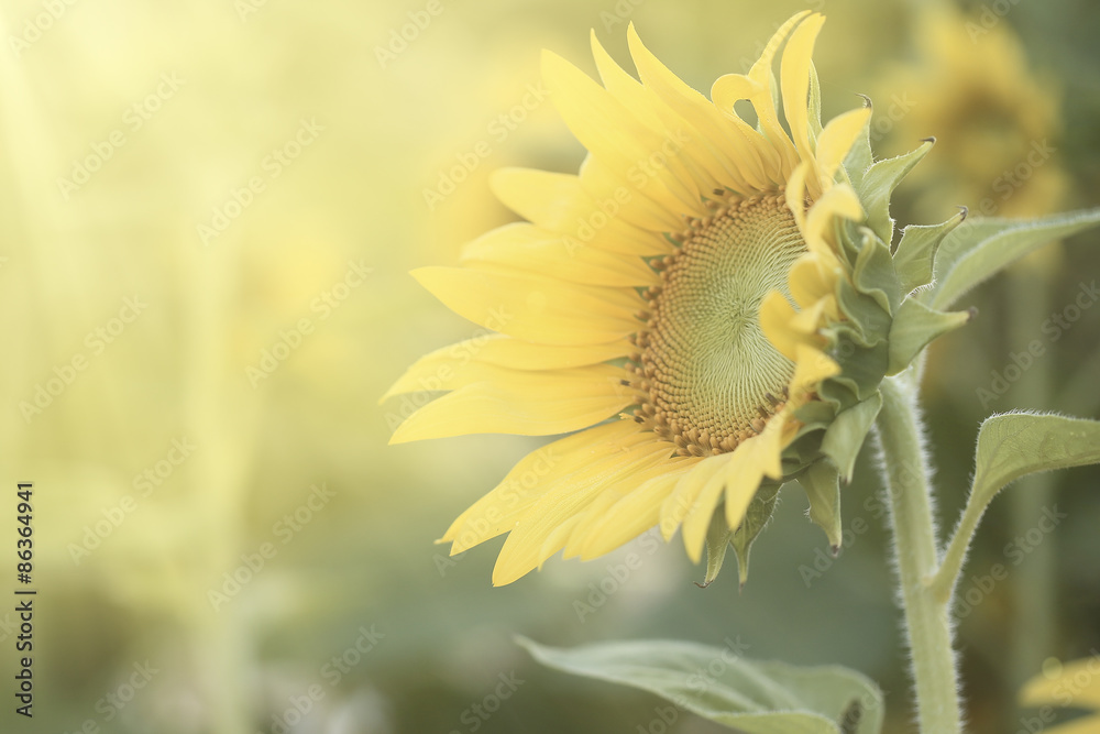 Naklejka premium Sunflower