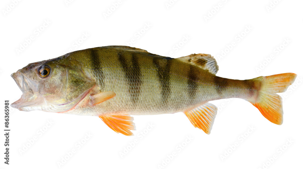 Perch/Perch isolated on white Perch/Perch isolated on white