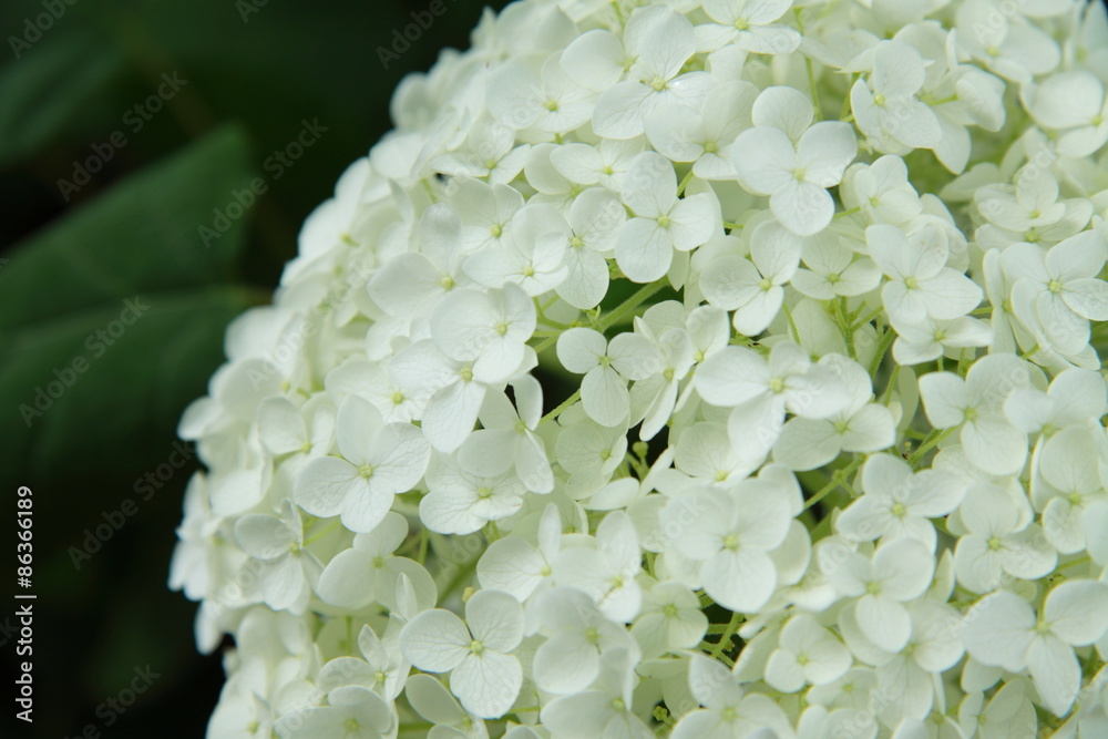 白い紫陽花 白い紫陽花