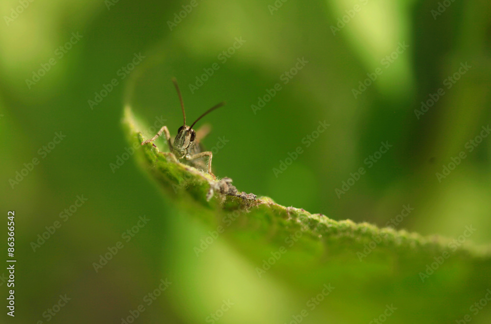 Fototapeta premium cute grasshopper