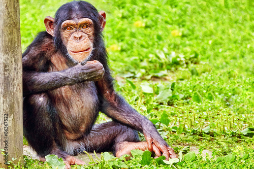 Apes - Chimpanzee monkey.