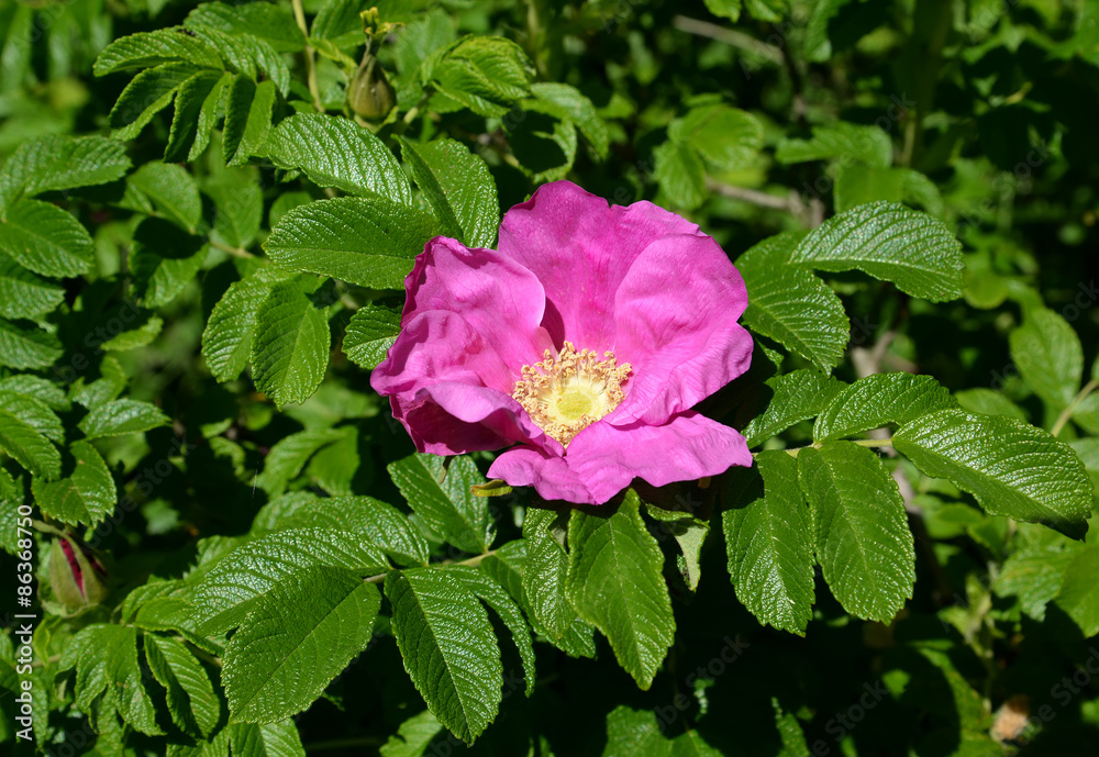 The blossoming dogrose wrinkled (a rose wrinkled) (Rosa rugosa L The blossoming dogrose wrinkled (a rose wrinkled) (Rosa rugosa L