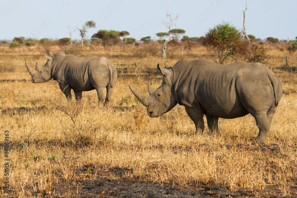 Fototapeta premium Two rhino standing on open area looking for safety from poachers