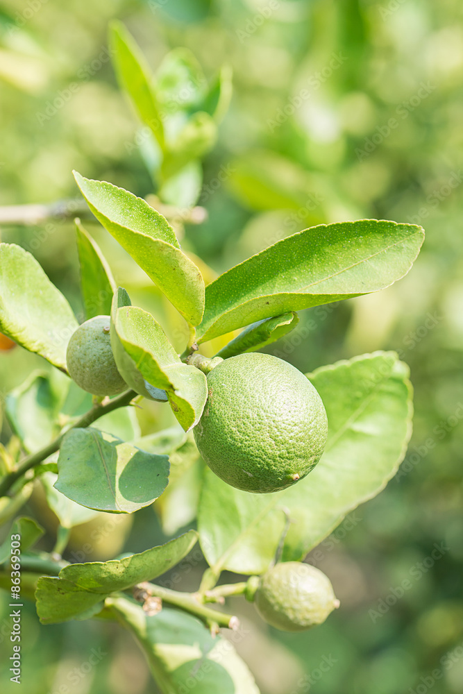 Green lime hanging on the tree in garden. Green lime hanging on the tree in garden.