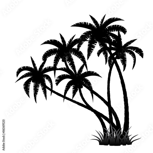 Palm trees silhouette on white background, vector illustration