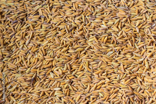rice seed