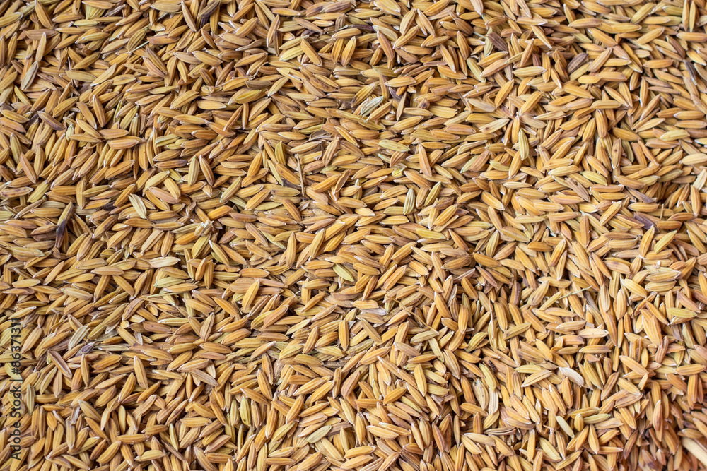 rice seed