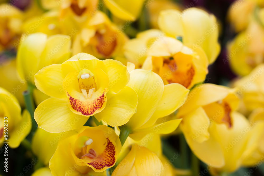 Flower yellow orchid on horizontal image Flower yellow orchid on horizontal image