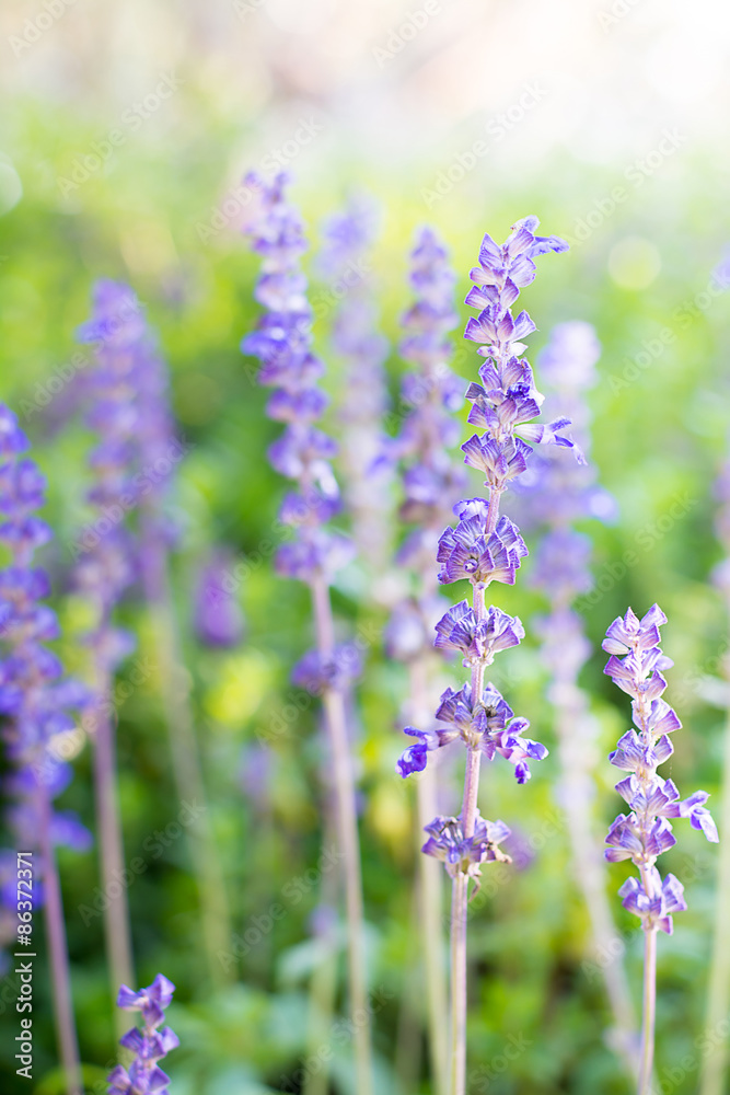 Obraz premium Lavender field in the natural