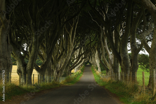 Dark hedges (Northern Ireland) Game of Thrones film location © Nevio