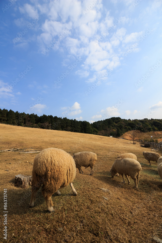 羊のポートレート