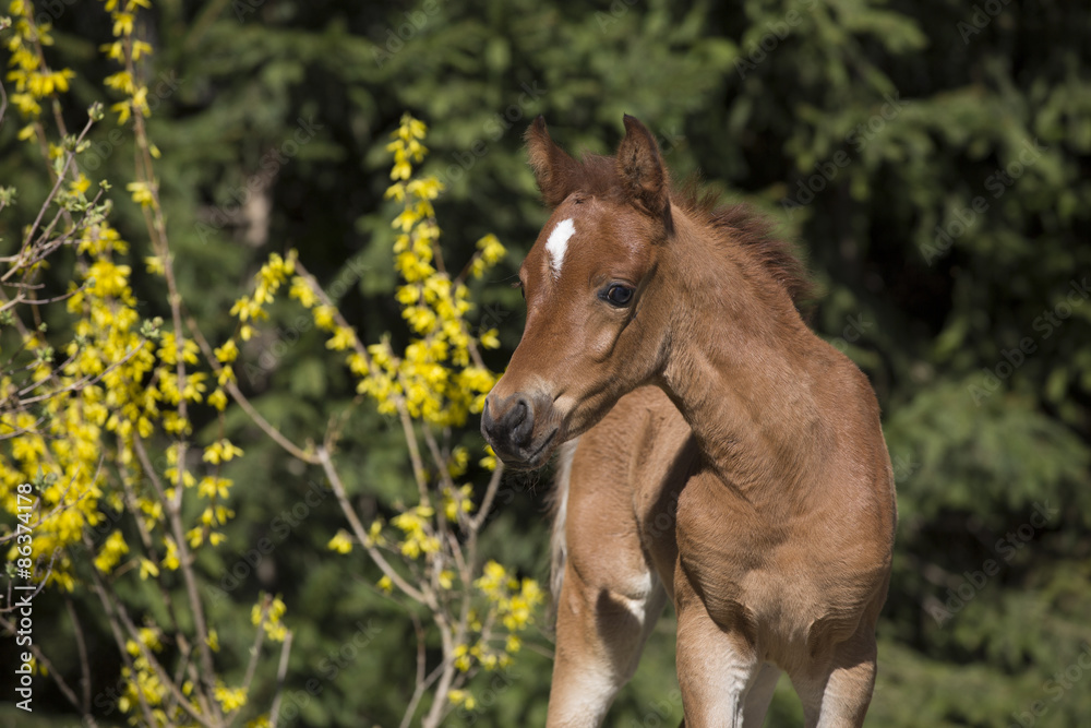 Obraz premium Vollblut Araber Fohlen