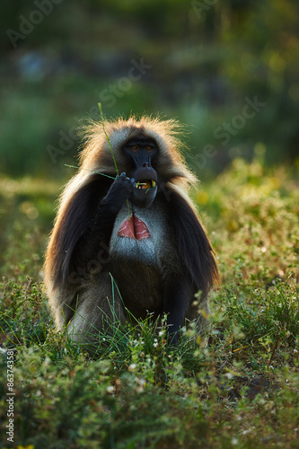 Male Gelada Baboon photo
