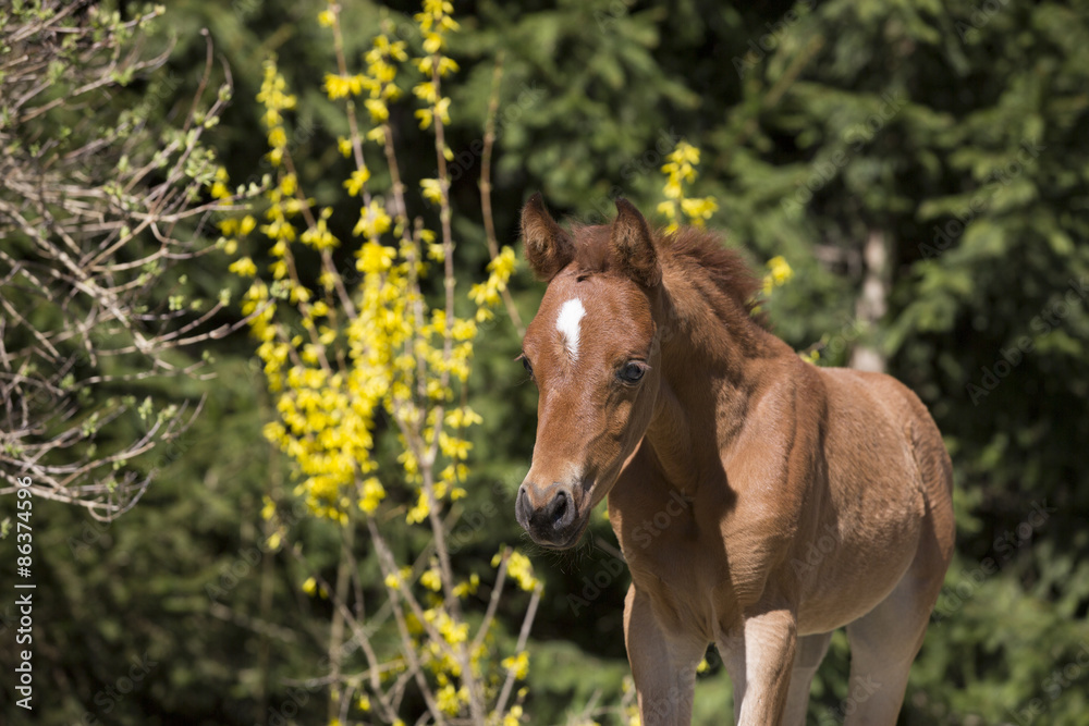Fototapeta premium Vollblut Araber Fohlen