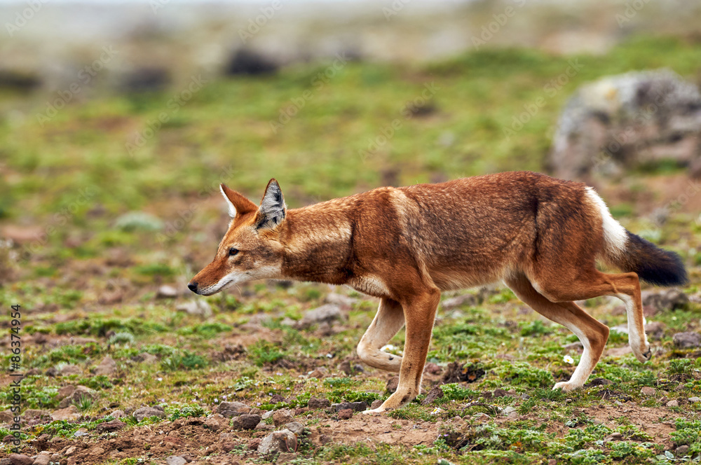 Fototapeta premium Ethiopian Wolf