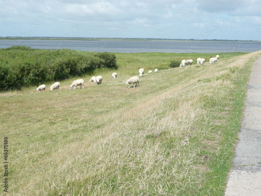 Nordseedeich mit Schafen
