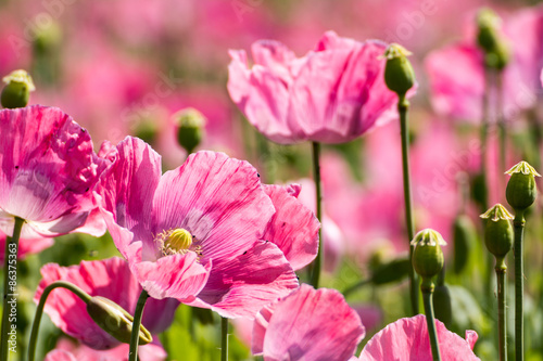 Fototapeta Naklejka Na Ścianę i Meble -  Mohnblüten