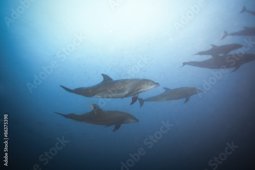 Dolphins swimming together view under the water © Sergey Novikov