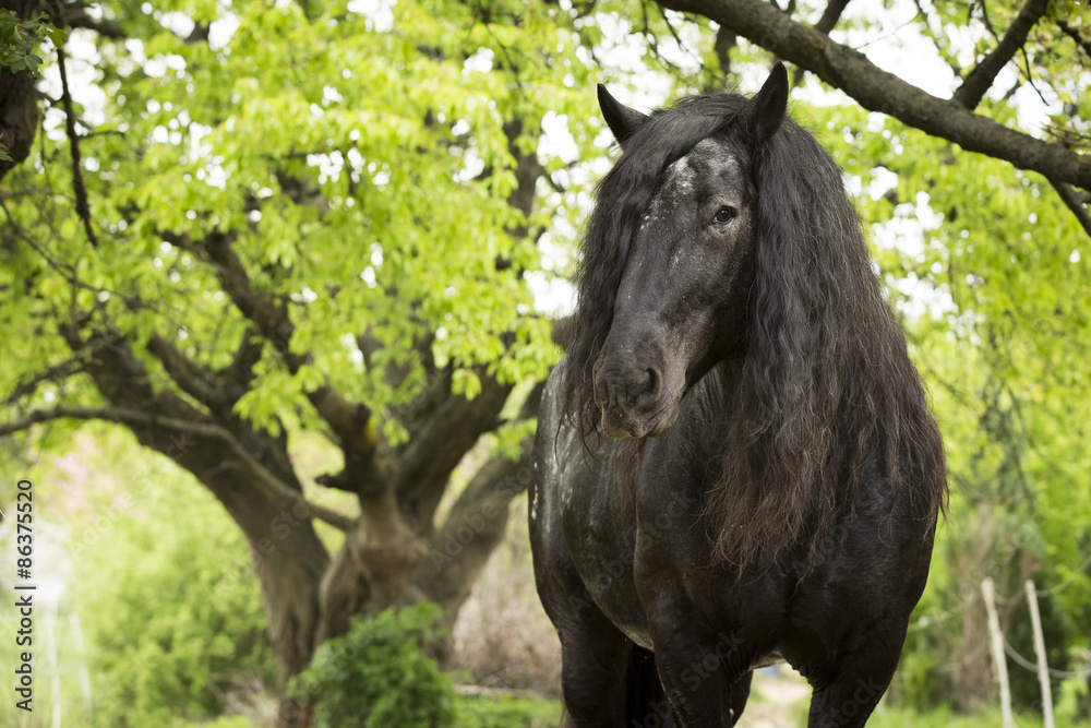 Fototapeta premium Noriker Kaltblut Hengst