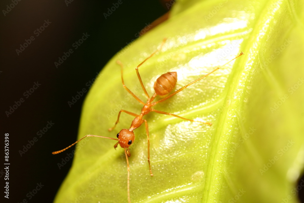 Fototapeta premium Ant working