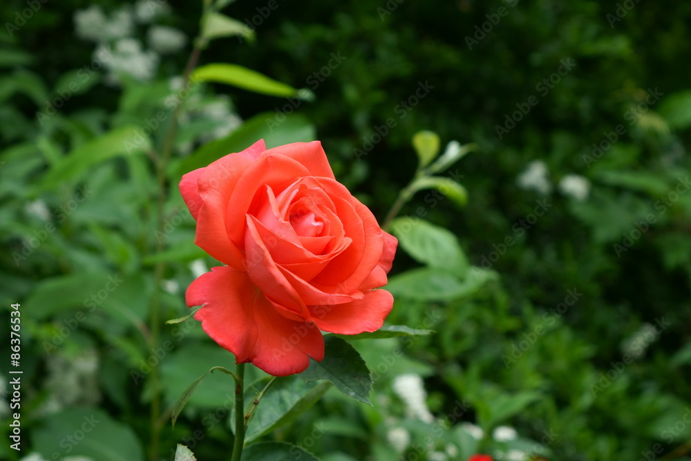 rose