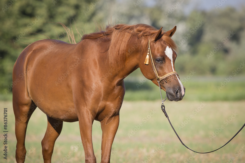 Fototapeta premium Vollblut Araber Hengst