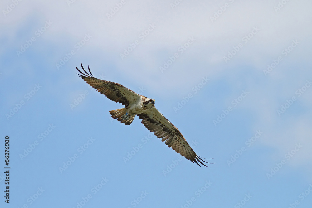 Majestic osprey in flight against blue skies and white clouds Majestic osprey in flight against blue skies and white clouds
