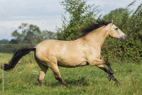 Lusitano Stute