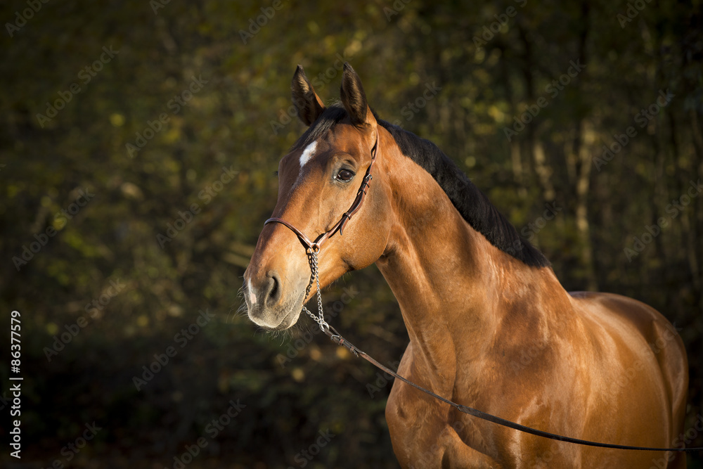 Obraz premium Warmblut Fuchs Wallach