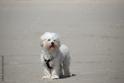 Dog on a Beach © KerstinKuehne