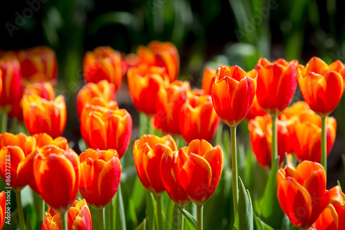 Beautiful tulips in the garden flowers. © pojvistaimage