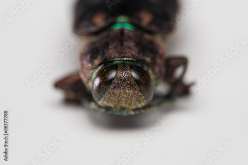 Prachtkäfer / Buprestinae / Chrysobothris affinis  photo