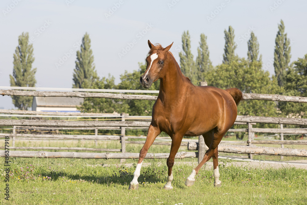 Obraz premium Vollblut Araber Fuchs